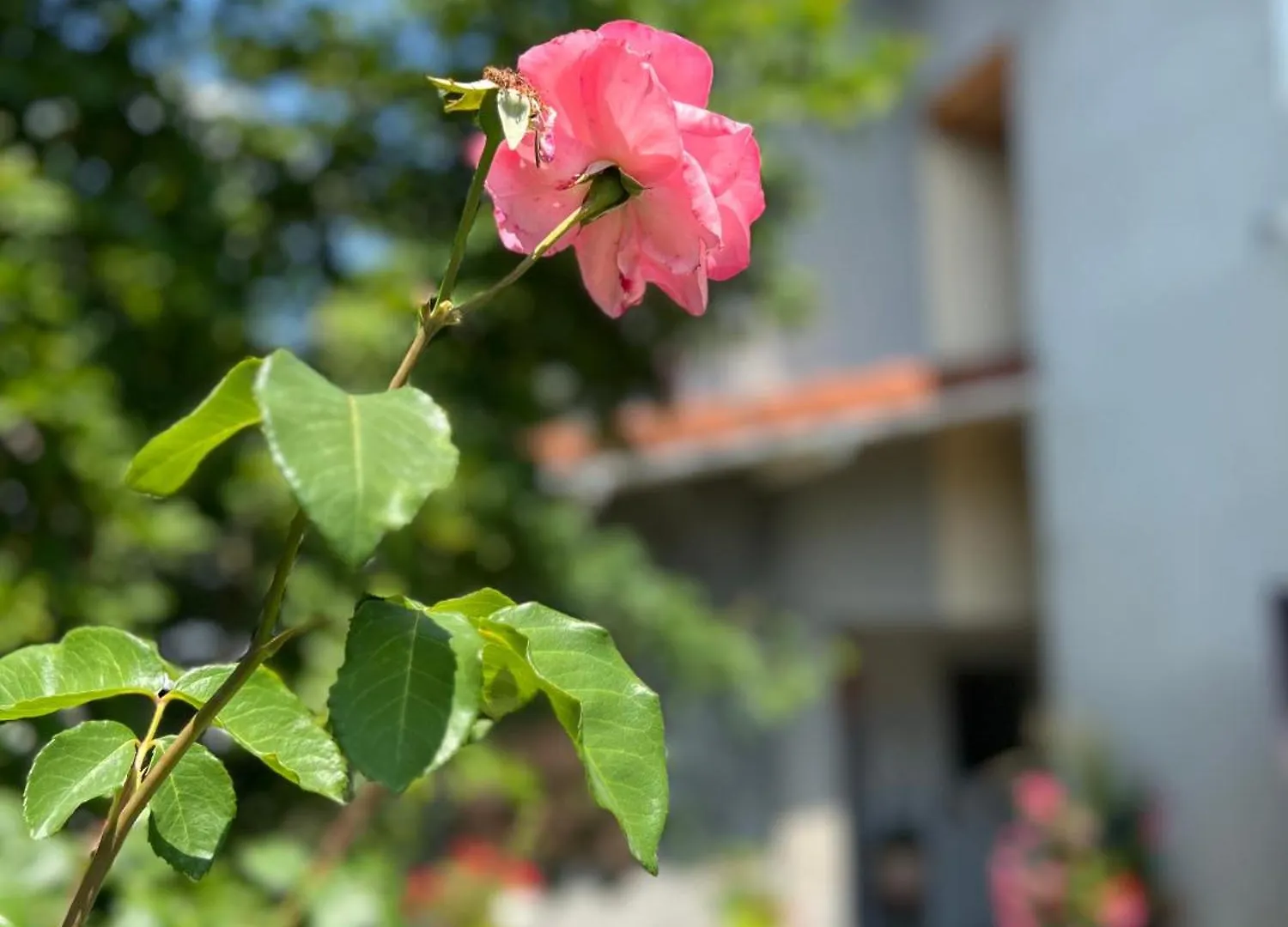 La Branche Du Cerisier Appartement Annecy